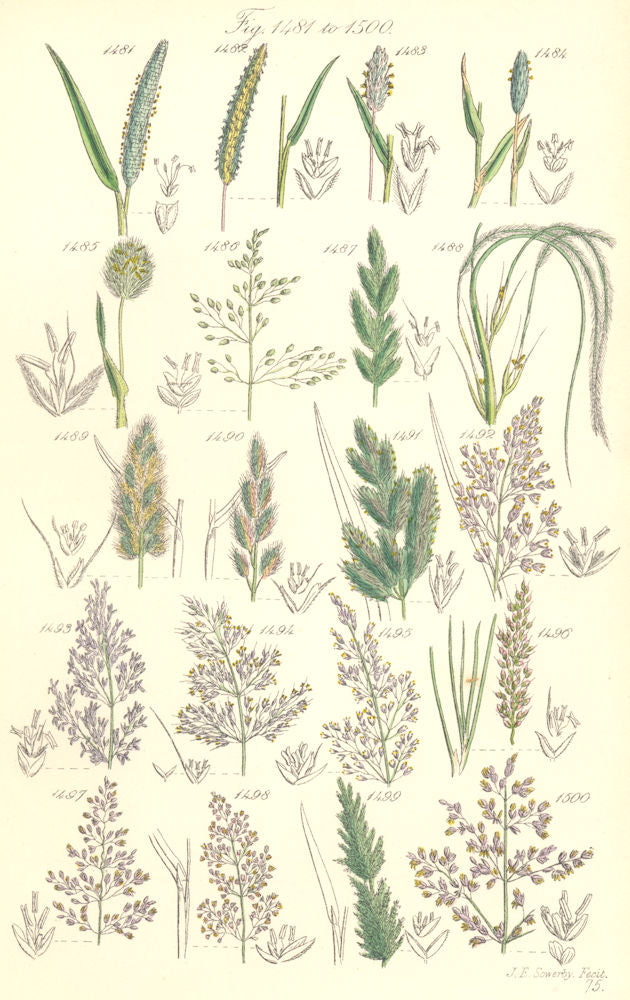 WILD GRASS FLOWERS. Millet Nit Beard Wood Close Bent Fiorin Whorl. SOWERBY 1890